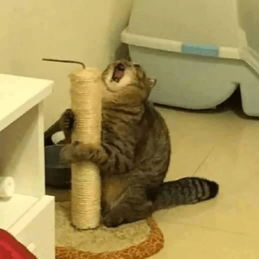 indoor small to medium-sized cats felidae