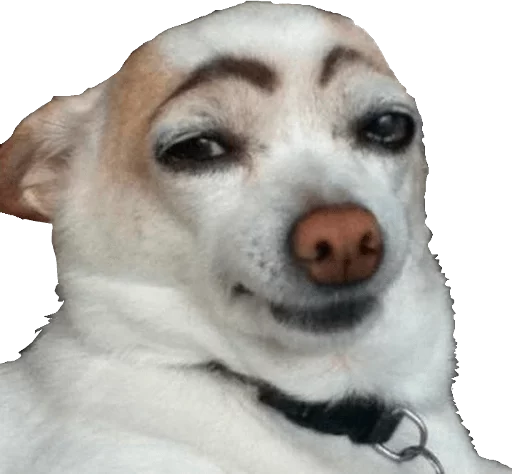 млекопитающее животное собака