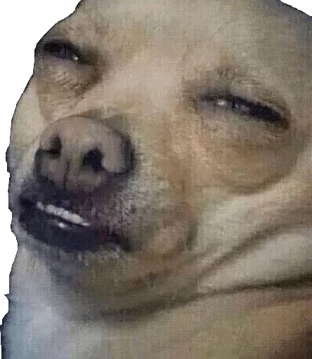 животное млекопитающее собака