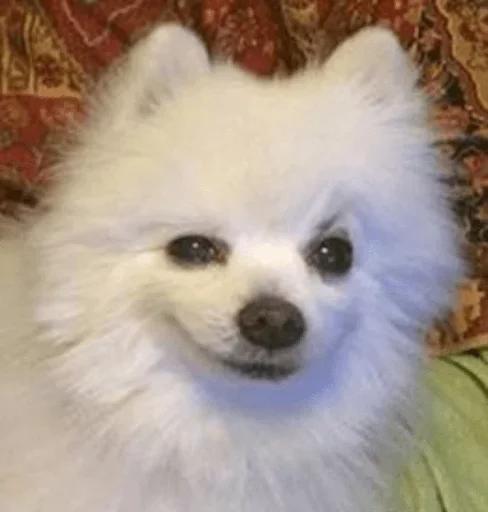 животное млекопитающее собака