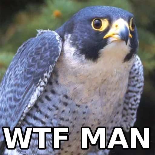 животное птица хищная птица