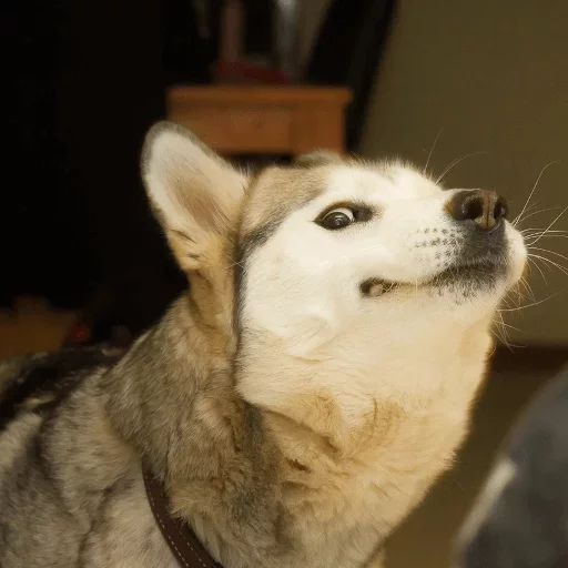 животное млекопитающее домашнее животное