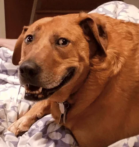 порода собак млекопитающее животное