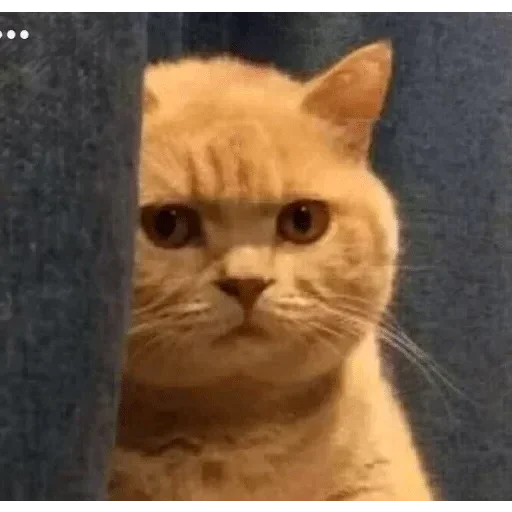 животное млекопитающее кошка