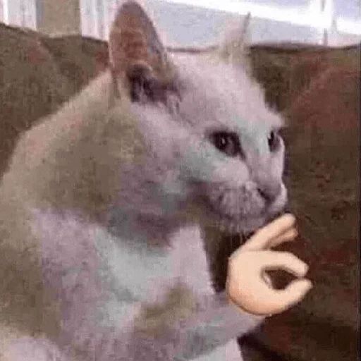 млекопитающее животное домашняя кошка