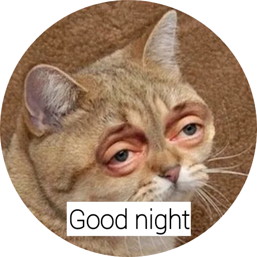 животное кошка млекопитающее