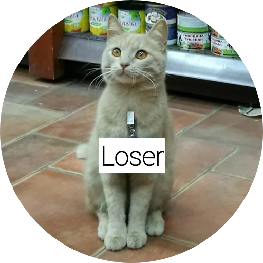 кошки малого и среднего размера домашняя кошка кошка