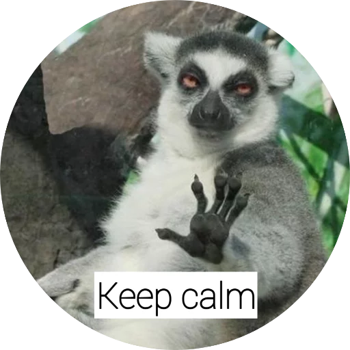 животное млекопитающее примат