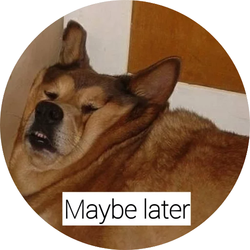 млекопитающее животное домашнее животное