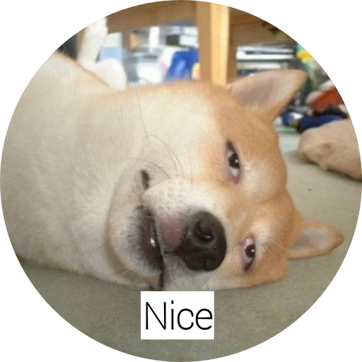 млекопитающее животное домашнее животное