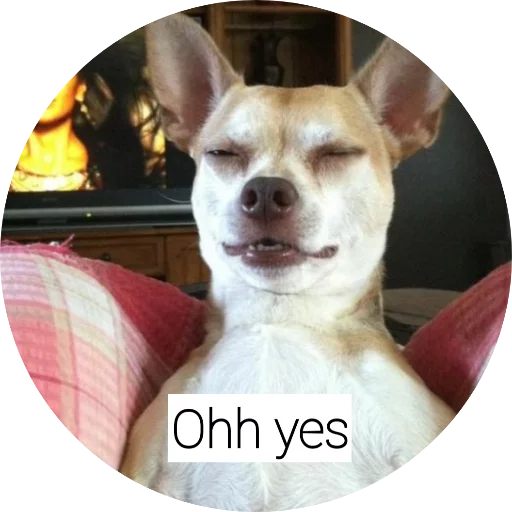 домашнее животное порода собак млекопитающее