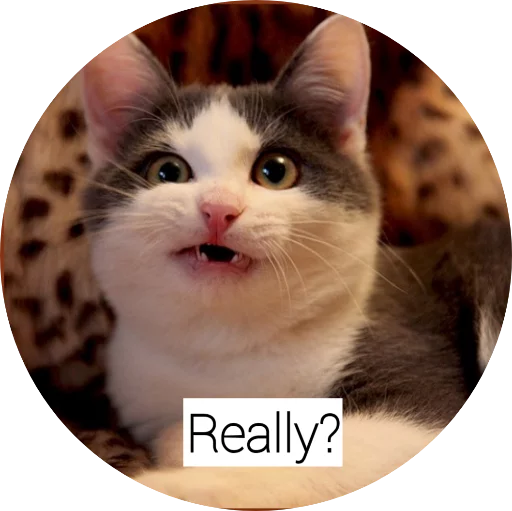 животное млекопитающее кошка