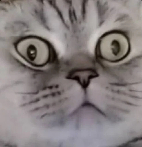 млекопитающее животное кошка