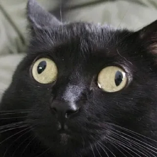 Sticker На случай важный переговоров в чате @anmysn - 6