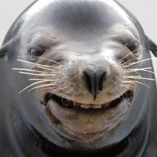 Sticker На случай важный переговоров в чате @anmysn - 1