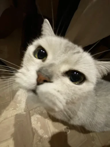 what?¿ - Человек