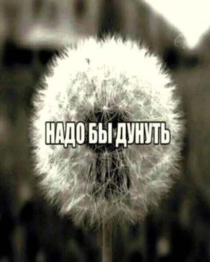 dandelion green flower plant