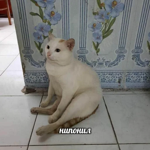 domestic cat mammal felidae