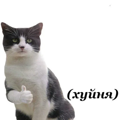 animal mammal domestic cat