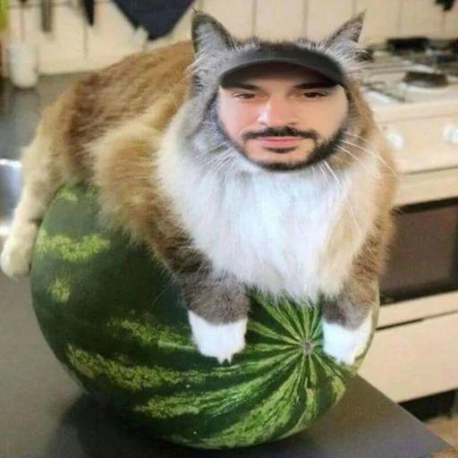 млекопитающее комнатный животное