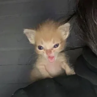 животное млекопитающее кошка