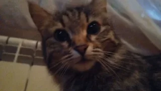 кошка млекопитающее животное