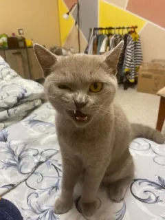 животное кошка комнатный