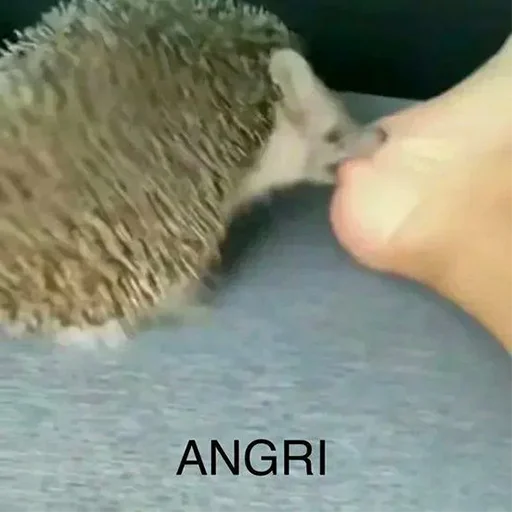 hedgehog animal erinaceidae