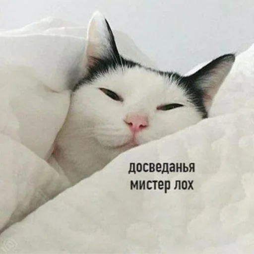 small to medium-sized cats cat mammal