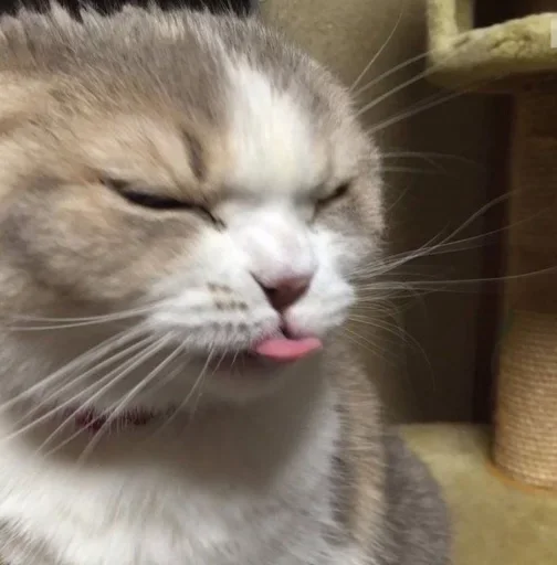 anti bezam :: @fStikBot - animal