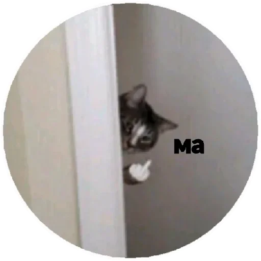 cat animal small to medium-sized cats