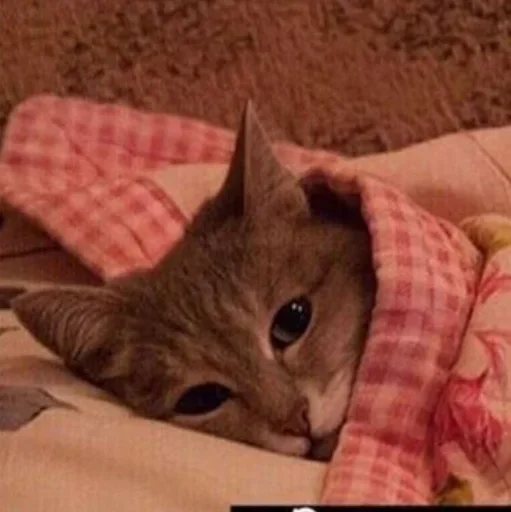 small to medium-sized cats indoor felidae