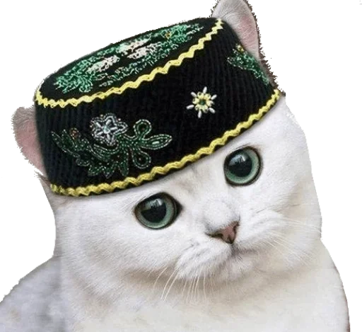 small to medium-sized cats fashion accessory animal