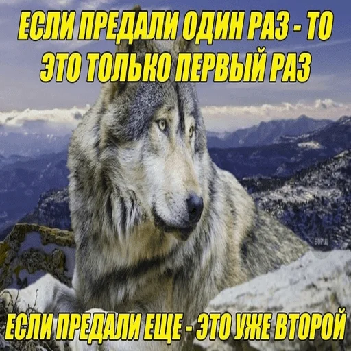 млекопитающее волк животное