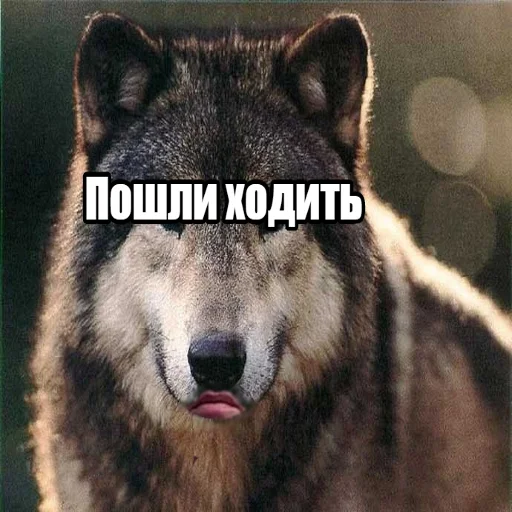 млекопитающее животное волк