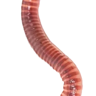 Sticker Устаз, все ради тебя ♥ - 1