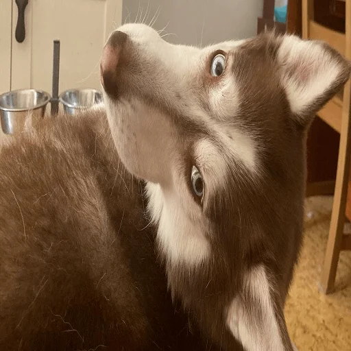 Стикер anton_t2x2 - 1