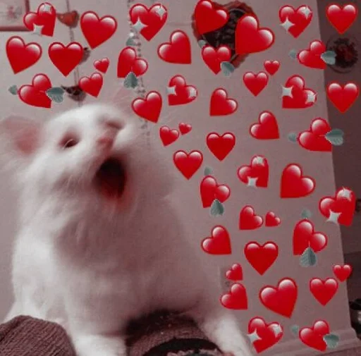 christmas mammal cat