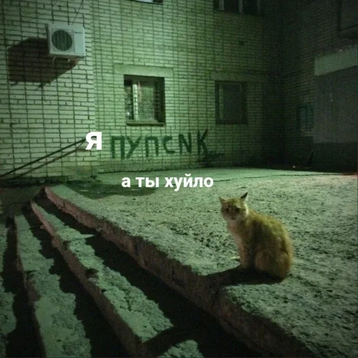 animal mammal building