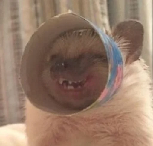 mammal animal indoor