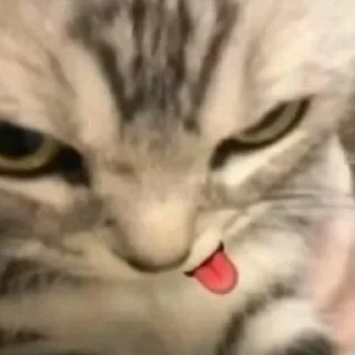 Стикер Кот угарный - 8