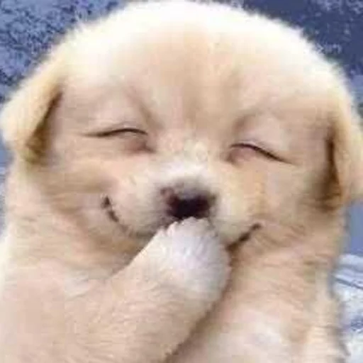 Sticker Попочка для попочки - 7