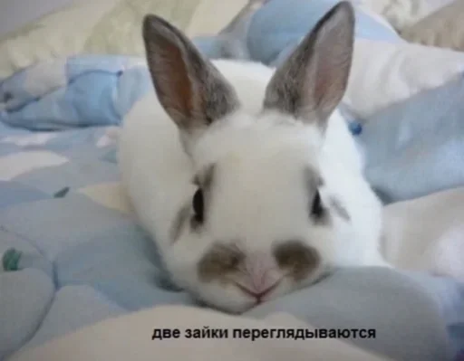 млекопитающее животное кролик