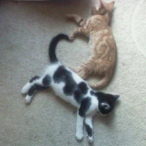 животное млекопитающее кошки малого и среднего размера