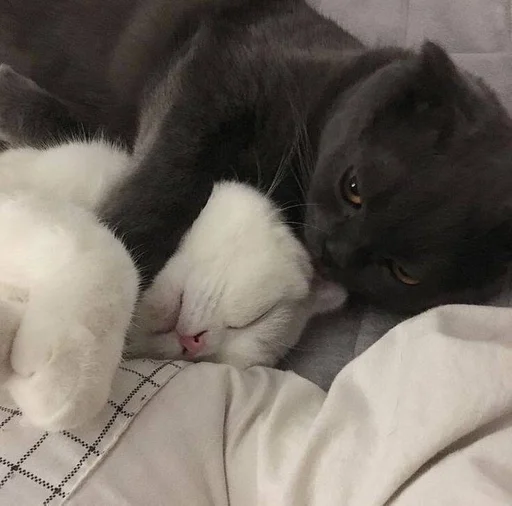 mammal animal small to medium-sized cats