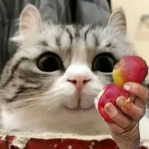 fruit cat animal