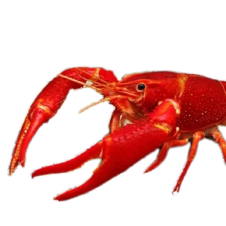 invertebrate animal crustacean