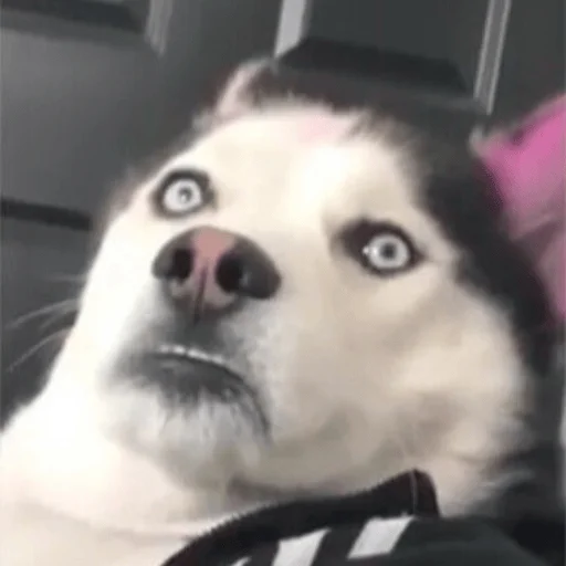 Стикер ar_chik - 1