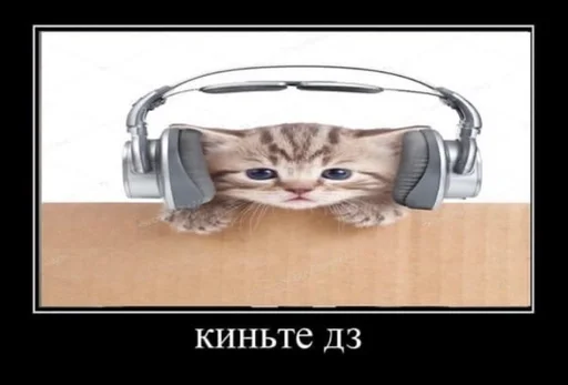 животное кошки малого и среднего размера кошачьи