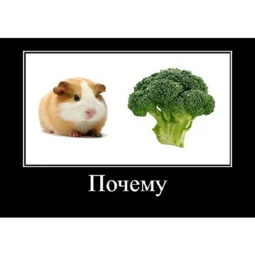 vegetable broccoli animal
